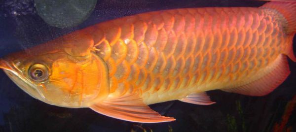 小金龍魚(yú)是武吉美拉（什么是武吉美拉金龍魚(yú)）