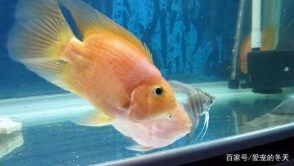 七彩龍魚多少錢一只七彩龍魚多少錢一只：七彩龍魚價(jià)格受到多個(gè)因素影響，七彩龍魚多少錢一只