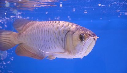 龍魚弓背的治療方法（如何治療龍魚弓背） 龍魚弓背的治療方法（如何治療龍魚弓背） 龍魚百科 第2張