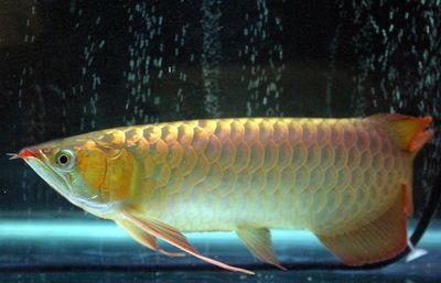 龍魚弓背的治療方法（如何治療龍魚弓背） 龍魚弓背的治療方法（如何治療龍魚弓背） 龍魚百科 第5張