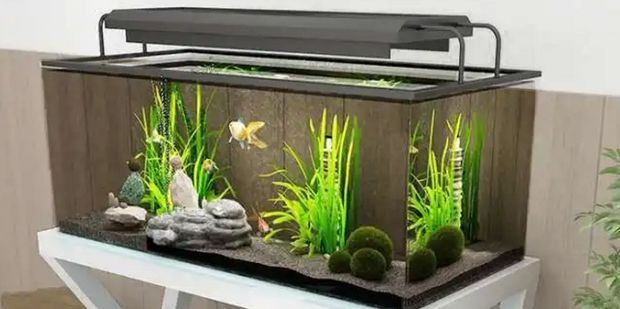 家里能養(yǎng)龍魚嗎