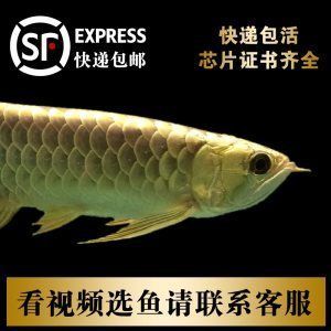 龍魚的芯片：龍魚芯片在龍魚養殖行業的應用