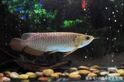 龍魚多少溫度最好養活：夏季龍魚降溫技巧，冬季龍魚保溫方法，不同龍魚品種水溫需求