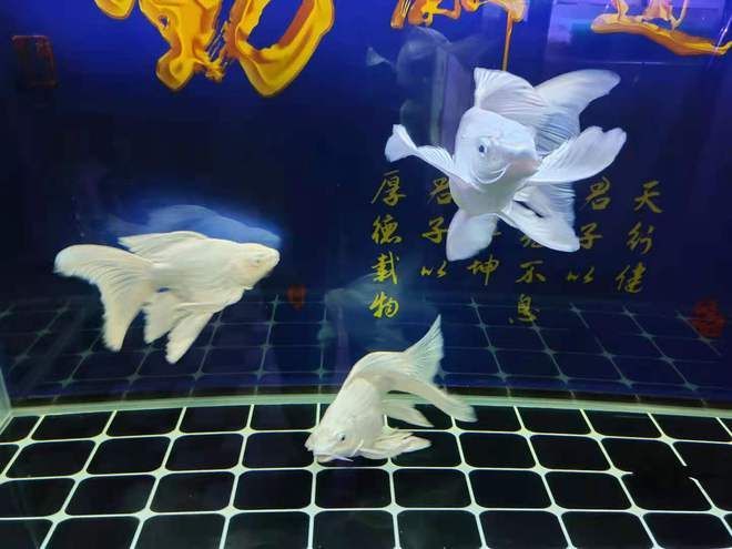 龍魚入缸多久換水（新買的龍魚在入缸三天后可以開始換水）