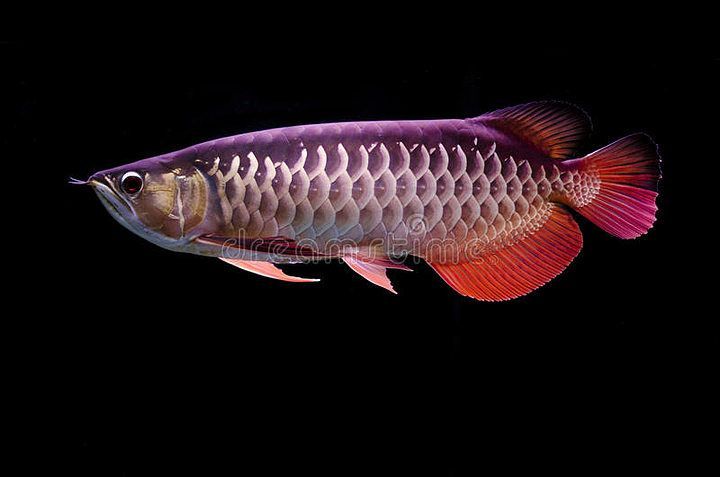黑底養(yǎng)的金龍魚叫什么（關(guān)于黑底養(yǎng)的金龍魚是否會(huì)影響金龍魚的外觀或健康） 黑底養(yǎng)的金龍魚叫什么（關(guān)于黑底養(yǎng)的金龍魚是否會(huì)影響金龍魚的外觀或健康） 龍魚百科 第1張