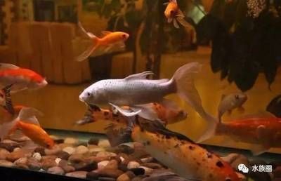 金龍魚怎么繁殖金龍魚繁殖方法揭秘金龍魚繁殖方法：自家養的金龍魚可以繁殖嗎，怎么繁殖