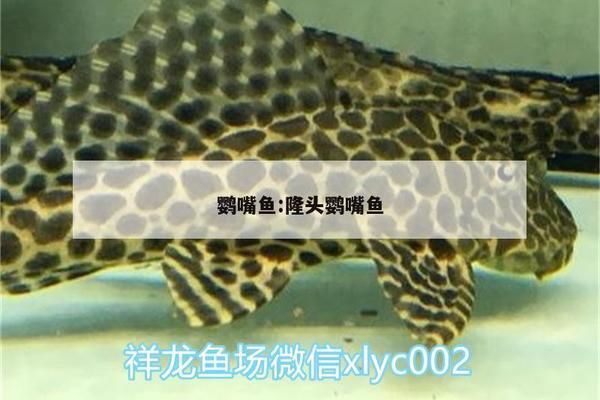 銀古魚苗飼料適口性測試方法：銀古魚苗的飼料適口性測試方法 銀古魚苗飼料適口性測試方法：銀古魚苗的飼料適口性測試方法 龍魚百科 第5張