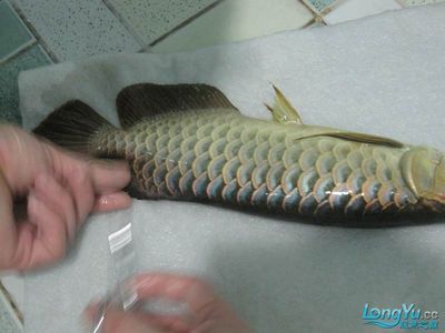 龍魚尾鰭開叉能長好嗎怎么治：龍魚尾鰭開叉怎么治 龍魚尾鰭開叉能長好嗎怎么治：龍魚尾鰭開叉怎么治 龍魚百科 第2張