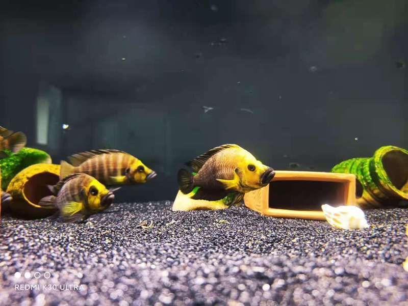金頭虎慈鯛最怕三個東西