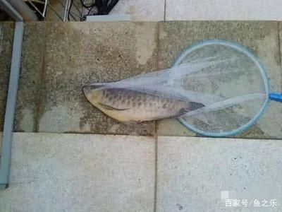 虎魚龍魚打架加魚進去可以解決嗎：虎魚和龍魚之間發(fā)生打架行為