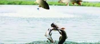 關于龍魚的詩句有哪些三年級（關于龍魚的詩句） 關于龍魚的詩句有哪些三年級（關于龍魚的詩句） 龍魚百科 第3張