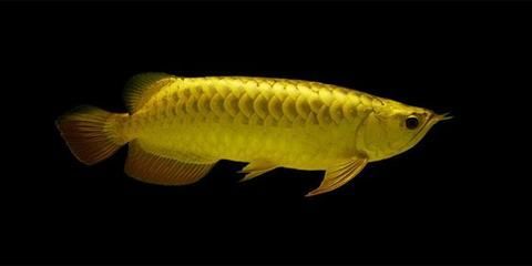 根據龍魚的分布區域可將龍魚分成哪幾類？：根據龍魚的分布區域龍魚的分布區域龍魚分布區域