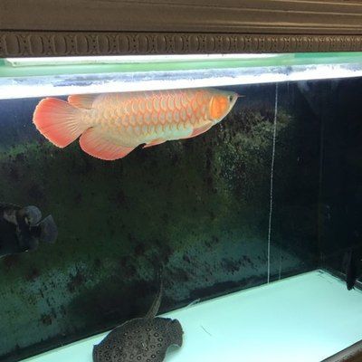 祥龍魚(yú)場(chǎng)批發(fā)網(wǎng)址大全（祥龍魚(yú)場(chǎng)官方網(wǎng)站）