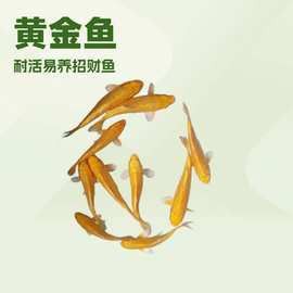 金頭金龍魚的市場價格