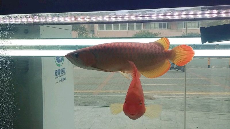 金頭金龍魚的市場價格