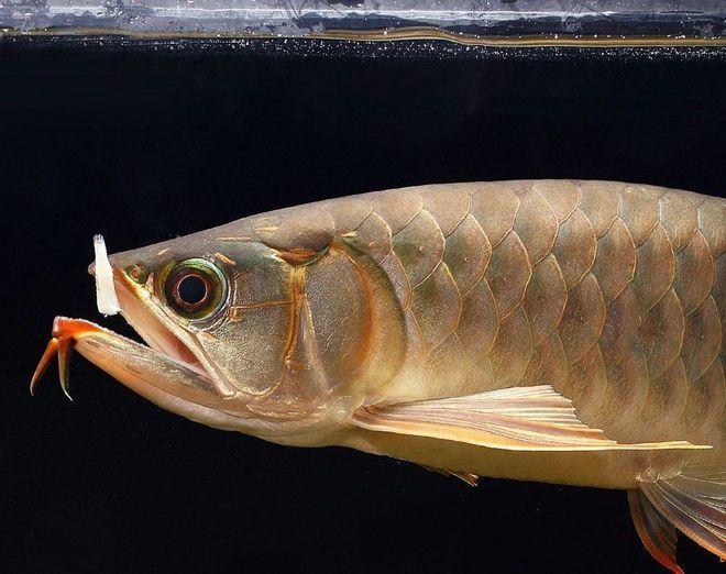 好奇發開箱銀龍魚（好奇發開箱銀龍魚的開箱實驗類視頻：50公分的銀龍魚強勢入缸） 好奇發開箱銀龍魚（好奇發開箱銀龍魚的開箱實驗類視頻：50公分的銀龍魚強勢入缸） 龍魚百科 第2張