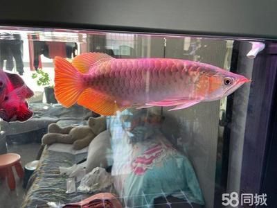 紅龍魚什么價格好養一點（紅龍魚價格_紅龍魚圖片_紅龍魚怎么養）