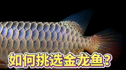挑選金龍魚時需要注意哪些細節 挑選金龍魚時需要注意哪些細節 龍魚百科 第1張