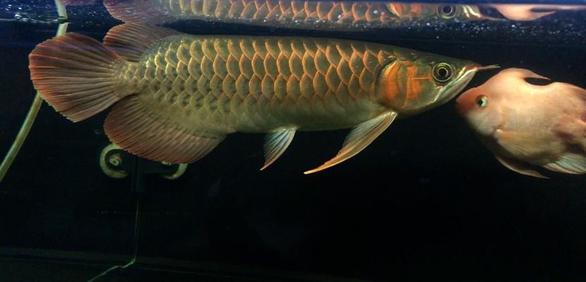 家養(yǎng)金龍魚能長多大的魚（家養(yǎng)金龍魚的最終體型受到多種因素影響因素影響因素）