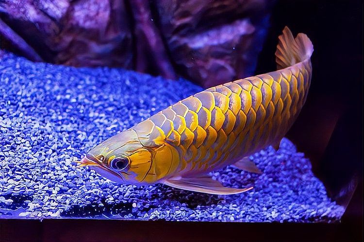 紅龍魚鱗片發(fā)黑會影響健康嗎？