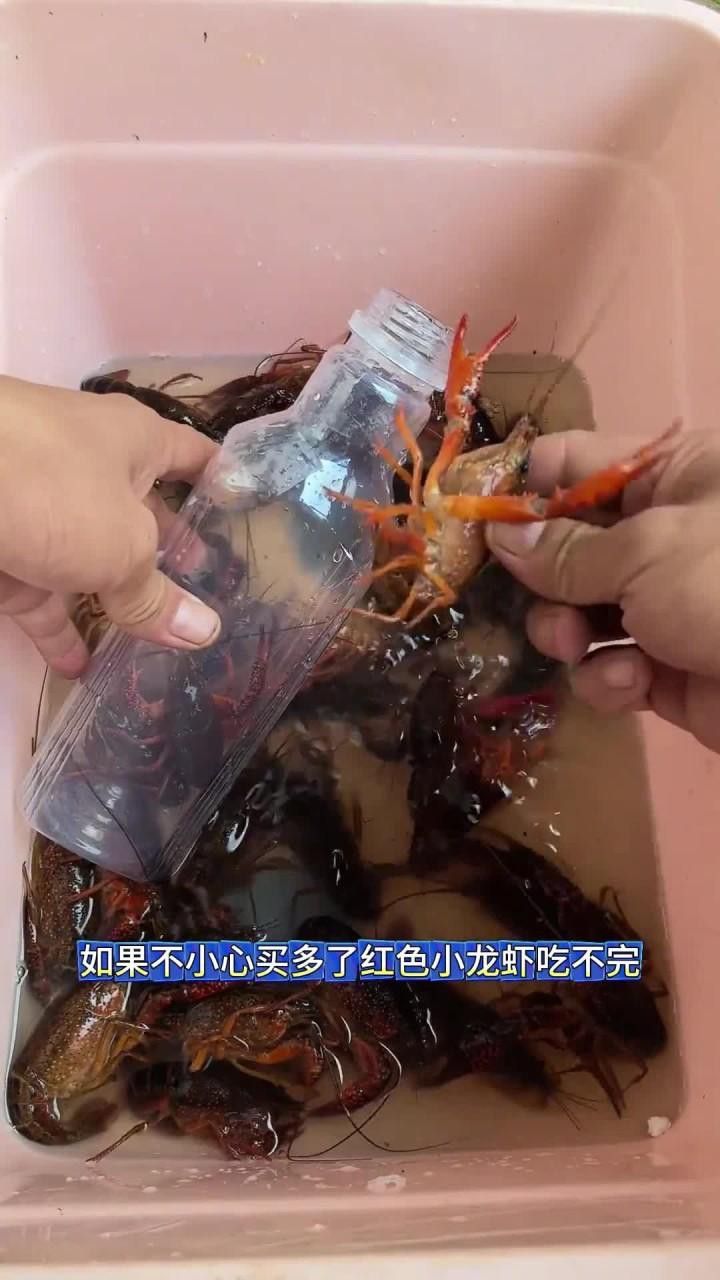 如何保存新鮮紅龍蝦