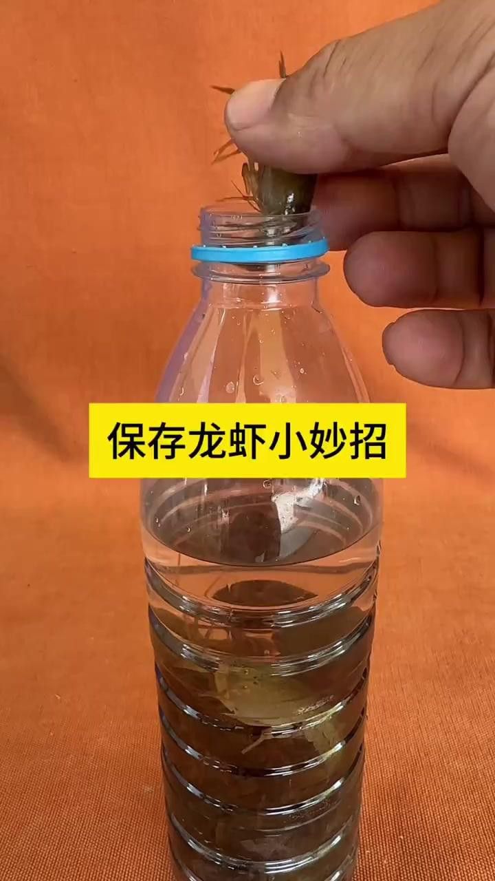 如何保存新鮮紅龍蝦