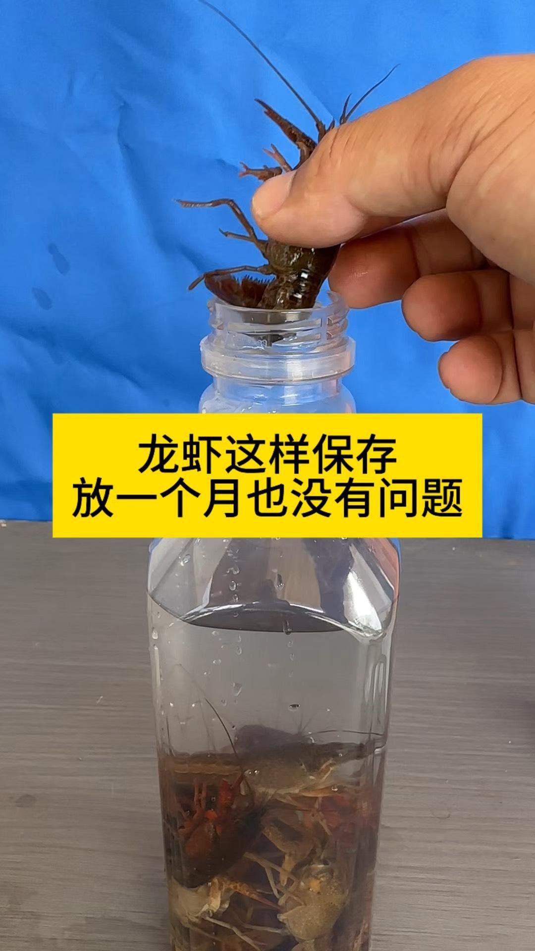 如何保存新鮮紅龍蝦
