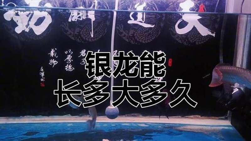 銀龍魚苗一個月能長多大啊視頻 銀龍魚苗一個月能長多大啊視頻 龍魚百科 第3張