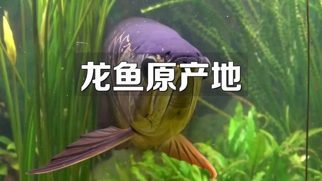 紫燕血紅龍的原產地在哪里？