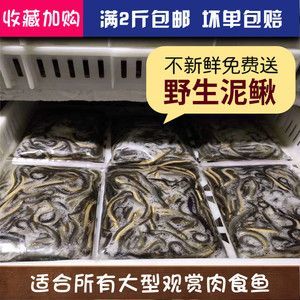 龍魚能吃河蝦嗎怎么喂：龍魚能吃河蝦嗎怎么喂食龍魚能吃河蝦嗎怎么喂食