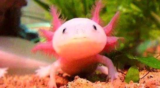 龍魚能吃雞肝嗎：龍魚可以吃雞肝嗎