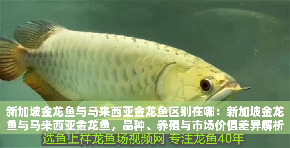 新加坡金龍魚與馬來(lái)西亞金龍魚區(qū)別在哪：新加坡金龍魚與馬來(lái)西亞金龍魚，品種、養(yǎng)殖與市場(chǎng)價(jià)值差異解析