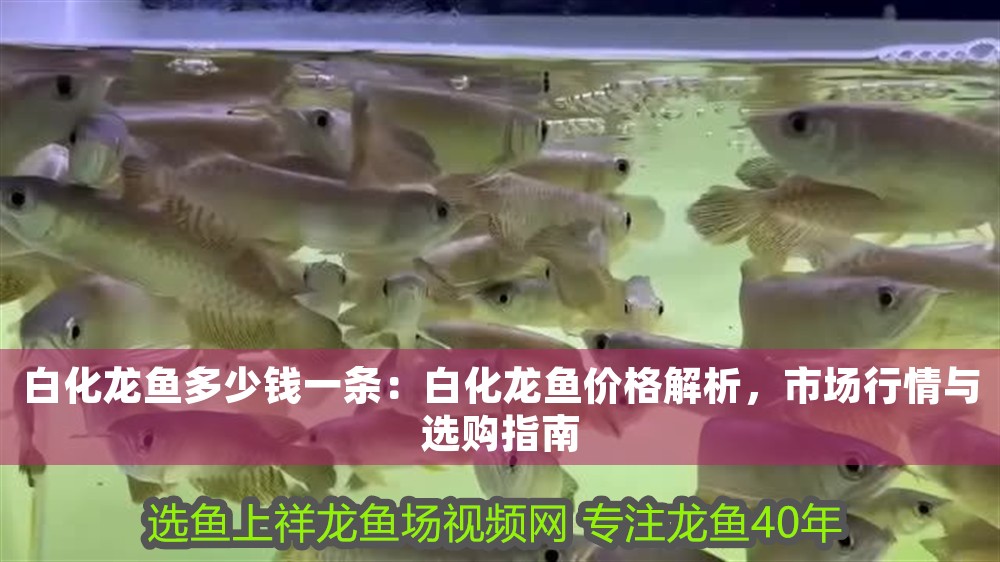 白化龍魚多少錢一條：白化龍魚價格解析，市場行情與選購指南