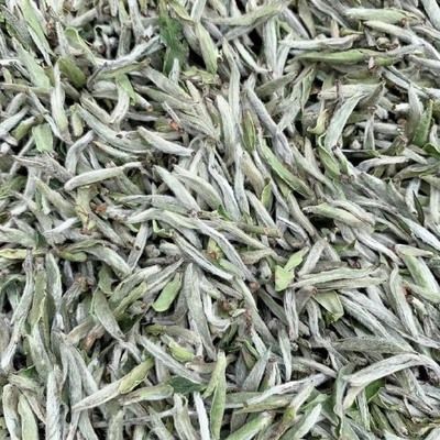 白化龍魚多少錢一條：白化龍魚價格解析，市場行情與選購指南