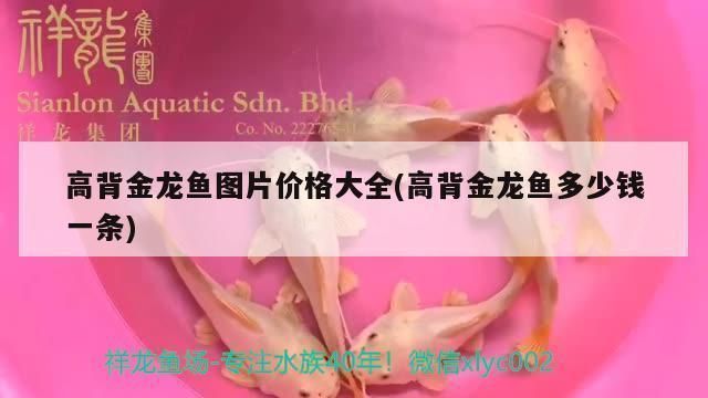 高背金龍魚價格多少錢一只:高背金龍魚價格一般在1500-2000元左右 龍魚百科 第2張 高背金龍魚價格多少錢一只:高背金龍魚價格一般在1500-2000元左右 高背金龍魚價格多少錢一只:高背金龍魚價格一般在1500-2000元左右 龍魚百科 第2張