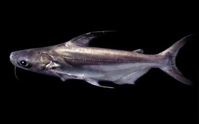 紅龍魚與戰(zhàn)船混養(yǎng)好嗎：紅龍魚與戰(zhàn)船魚在混養(yǎng)時(shí)需要注意飲食習(xí)性和營(yíng)養(yǎng)需求