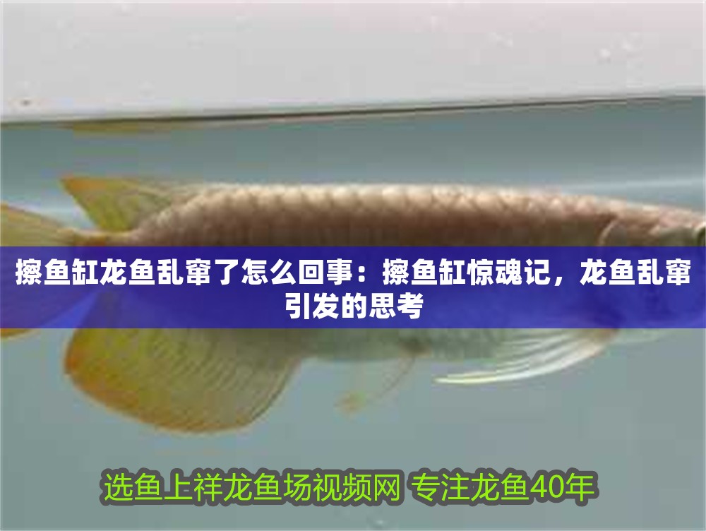 擦魚缸龍魚亂竄了怎么回事：擦魚缸驚魂記，龍魚亂竄引發(fā)的思考