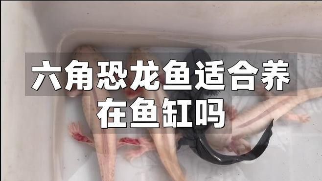 六角龍魚混養需要多大的魚缸？