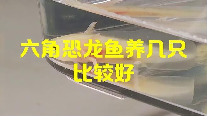 六角龍魚混養需要多大的魚缸？