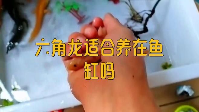 六角龍魚混養需要多大的魚缸？