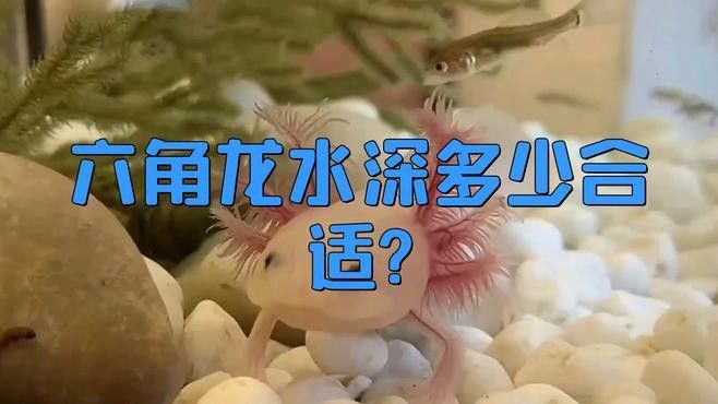 六角龍魚混養需要多大的魚缸？