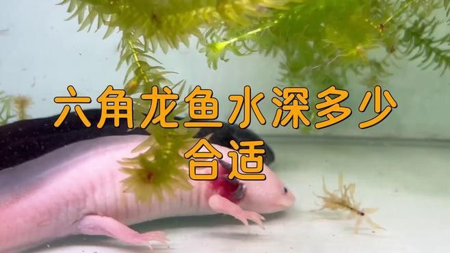 六角龍魚混養需要多大的魚缸？
