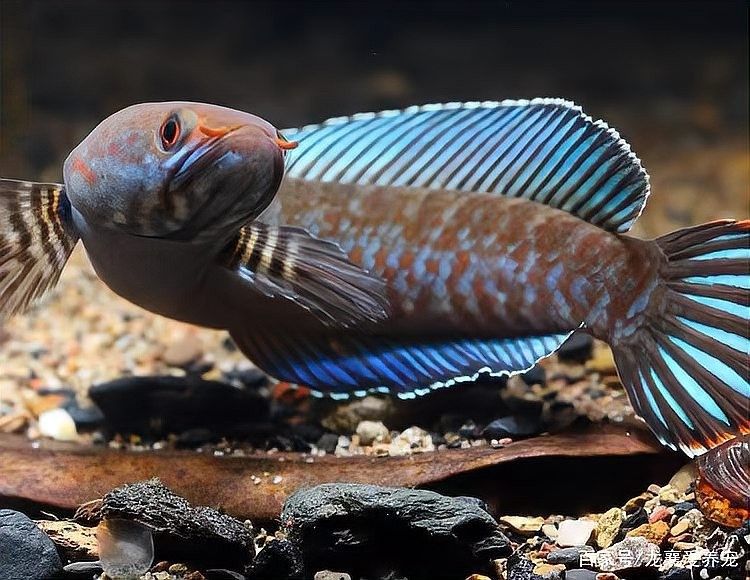 雷龍魚多久喂一次食？ 雷龍魚多久喂一次食？ 龍魚百科 第1張