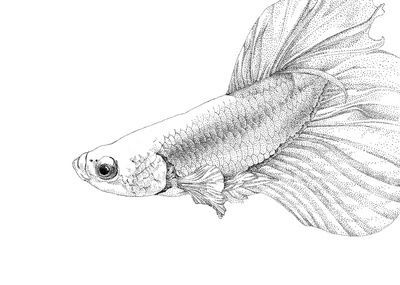 龍魚簡筆畫怎么畫可愛的：可愛版龍魚簡筆畫怎么畫可愛版龍魚簡筆畫教程