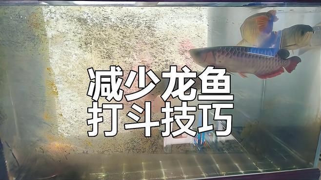 如何預(yù)防龍魚再次打架？