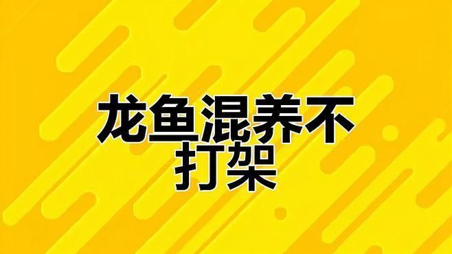 如何預(yù)防龍魚再次打架？