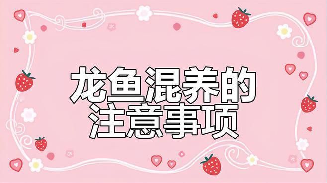 如何預(yù)防龍魚再次打架？