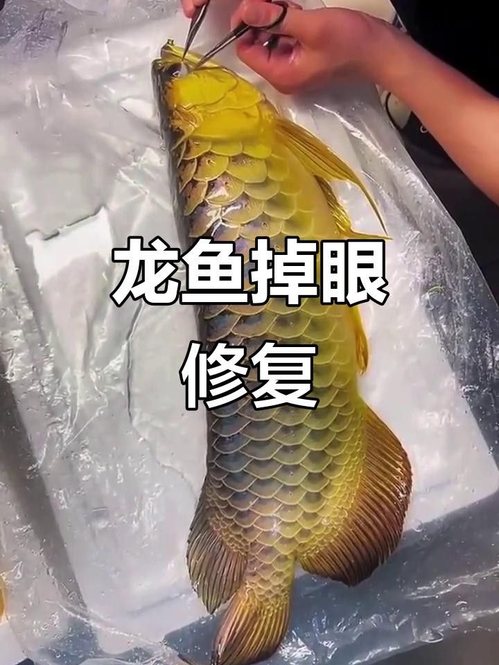 龍魚單側(cè)掉眼能完全恢復(fù)嗎？