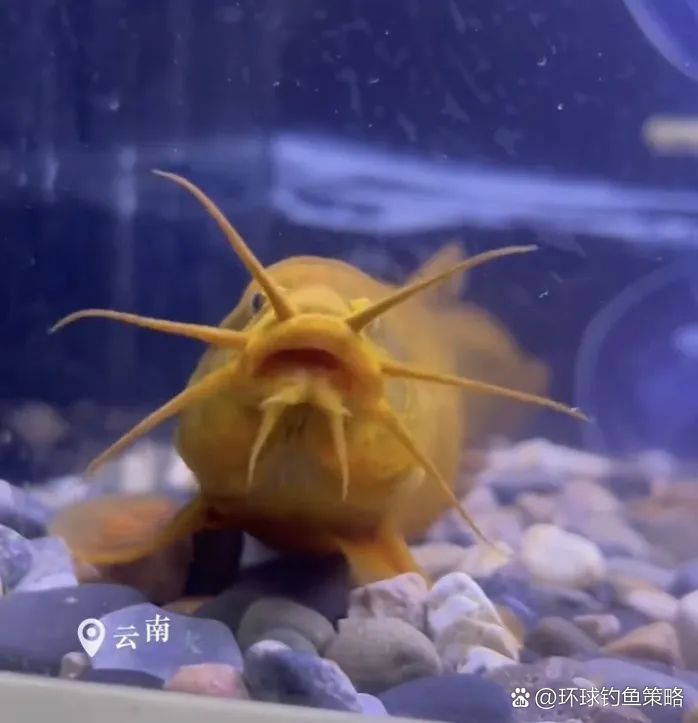 金龍鰍的寓意 龍魚百科 第3張 金龍鰍的寓意 金龍鰍的寓意 龍魚百科 第3張