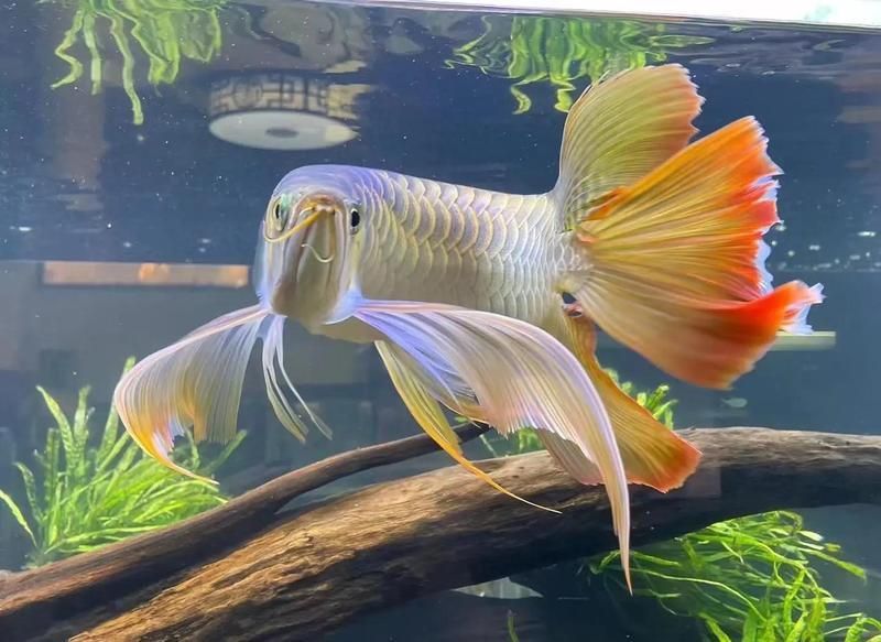 金龍鰍的寓意 龍魚百科 第7張 金龍鰍的寓意 金龍鰍的寓意 龍魚百科 第7張